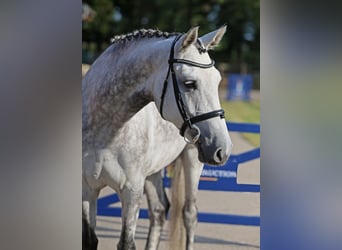 Weitere Warmblüter, Stute, 7 Jahre, 164 cm, Apfelschimmel