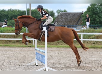 Weitere Warmblüter, Stute, 7 Jahre, 164 cm, Fuchs