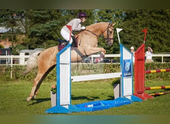 Weitere Warmblüter, Stute, 7 Jahre, 165 cm, Palomino