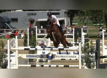 Weitere Warmblüter, Stute, 7 Jahre, 167 cm, Brauner