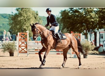 Weitere Warmblüter, Stute, 7 Jahre, 167 cm, Brauner