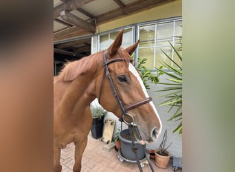 Weitere Warmblüter, Stute, 7 Jahre, 167 cm, Fuchs