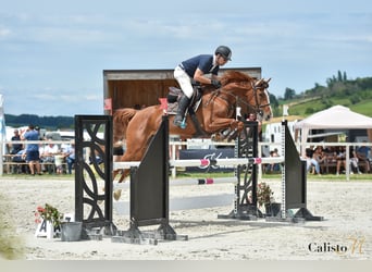 Weitere Warmblüter, Stute, 7 Jahre, 167 cm, Fuchs