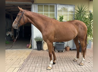 Weitere Warmblüter, Stute, 7 Jahre, 167 cm, Fuchs