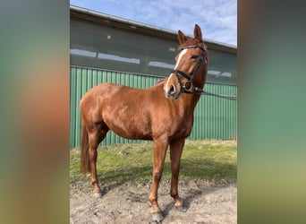 Weitere Warmblüter, Stute, 7 Jahre, 168 cm, Fuchs