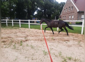 Weitere Warmblüter, Stute, 7 Jahre, 170 cm, Brauner