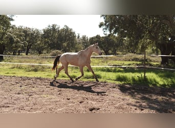 Weitere Warmblüter Mix, Stute, 7 Jahre, 173 cm, Buckskin