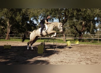 Weitere Warmblüter Mix, Stute, 7 Jahre, 173 cm, Buckskin