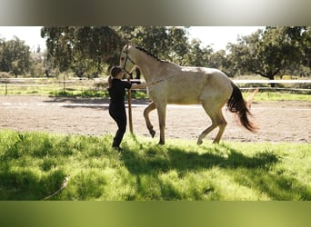 Weitere Warmblüter Mix, Stute, 7 Jahre, 173 cm, Buckskin