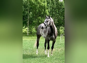 Weitere Warmblüter, Stute, 7 Jahre, 174 cm, Schimmel