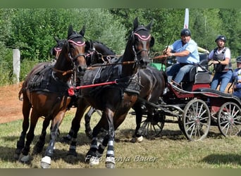 Weitere Warmblüter, Stute, 7 Jahre, Brauner