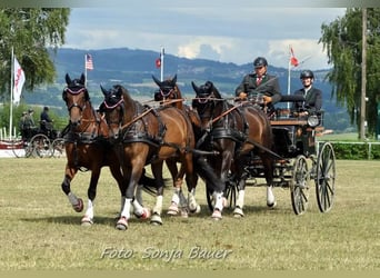 Weitere Warmblüter, Stute, 7 Jahre, Brauner