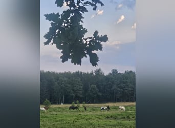 Weitere Warmblüter, Stute, 7 Jahre