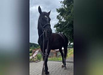 Weitere Warmblüter, Stute, 7 Jahre