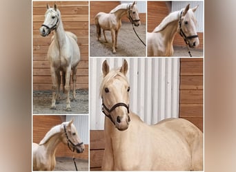 Weitere Warmblüter, Stute, 7 Jahre, Palomino