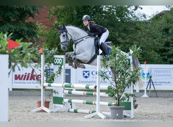 Weitere Warmblüter, Stute, 7 Jahre, Schimmel