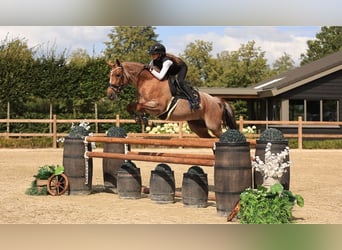 Weitere Warmblüter, Stute, 8 Jahre, 145 cm, Roan-Red
