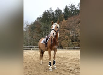 Weitere Warmblüter Mix, Stute, 8 Jahre, 146 cm