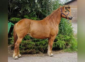 Weitere Warmblüter Mix, Stute, 8 Jahre, 151 cm, Fuchs