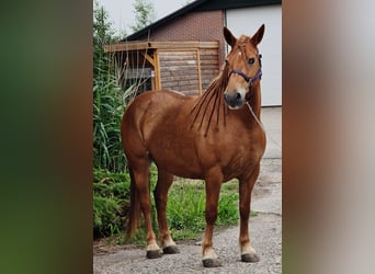 Weitere Warmblüter Mix, Stute, 8 Jahre, 151 cm, Fuchs