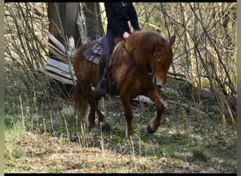 Weitere Warmblüter Mix, Stute, 8 Jahre, 151 cm, Fuchs
