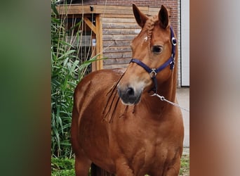 Weitere Warmblüter Mix, Stute, 8 Jahre, 151 cm, Fuchs