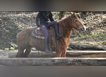 Weitere Warmblüter Mix, Stute, 8 Jahre, 151 cm, Fuchs