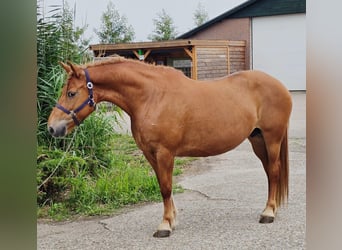 Weitere Warmblüter Mix, Stute, 8 Jahre, 151 cm, Fuchs