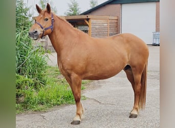 Weitere Warmblüter Mix, Stute, 8 Jahre, 151 cm, Fuchs