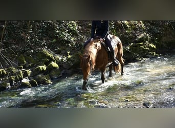 Weitere Warmblüter Mix, Stute, 8 Jahre, 151 cm, Fuchs