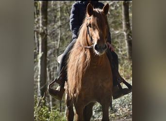 Weitere Warmblüter Mix, Stute, 8 Jahre, 151 cm, Fuchs