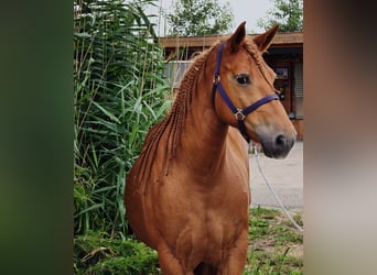 Weitere Warmblüter Mix, Stute, 8 Jahre, 151 cm, Fuchs