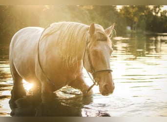 Weitere Warmblüter Mix, Stute, 8 Jahre, 152 cm, Cremello