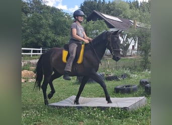 Weitere Warmblüter, Stute, 8 Jahre, 152 cm, Dunkelbrauner