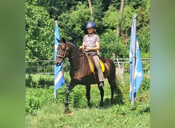 Weitere Warmblüter, Stute, 8 Jahre, 152 cm, Dunkelbrauner