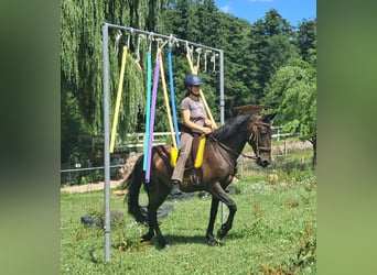 Weitere Warmblüter, Stute, 8 Jahre, 152 cm, Dunkelbrauner