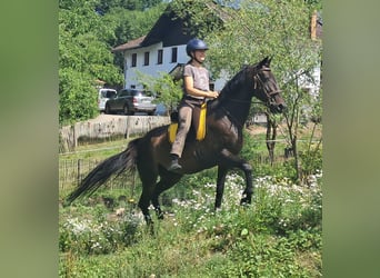 Weitere Warmblüter, Stute, 8 Jahre, 152 cm, Dunkelbrauner