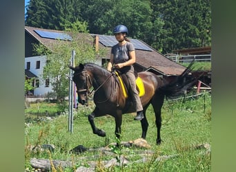 Weitere Warmblüter, Stute, 8 Jahre, 152 cm, Dunkelbrauner