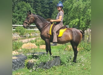 Weitere Warmblüter, Stute, 8 Jahre, 152 cm, Dunkelbrauner