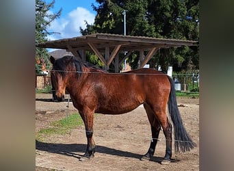 Weitere Warmblüter Mix, Stute, 8 Jahre, 154 cm, Brauner