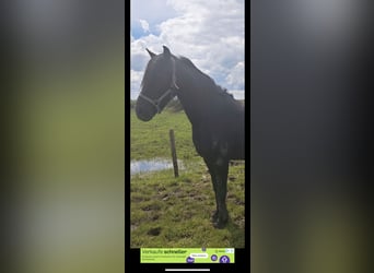 Weitere Warmblüter, Stute, 8 Jahre, 155 cm, Rappe