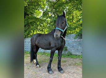 Weitere Warmblüter, Stute, 8 Jahre, 156 cm, Rappe