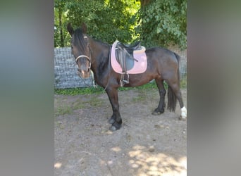 Weitere Warmblüter, Stute, 8 Jahre, 156 cm, Rappe