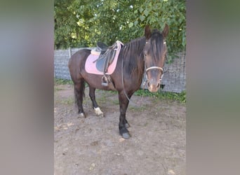 Weitere Warmblüter, Stute, 8 Jahre, 156 cm, Rappe