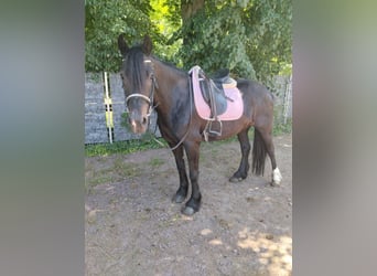 Weitere Warmblüter, Stute, 8 Jahre, 156 cm, Rappe