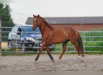 Weitere Warmblüter Mix, Stute, 8 Jahre, 160 cm, Fuchs