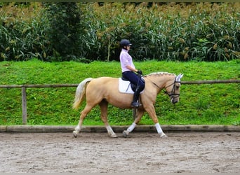 Weitere Warmblüter, Stute, 8 Jahre, 160 cm, Palomino