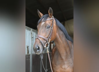 Weitere Warmblüter, Stute, 8 Jahre, 162 cm, Brauner