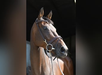 Weitere Warmblüter, Stute, 8 Jahre, 162 cm, Brauner
