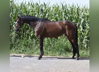 Weitere Warmblüter, Stute, 8 Jahre, 162 cm, Brauner